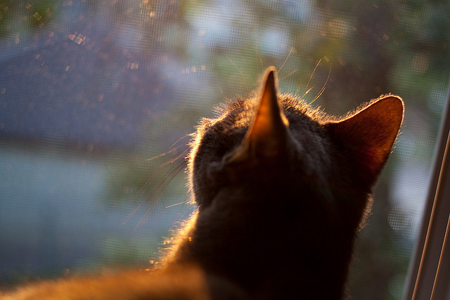 中超球队主力球员替换方案效能评估，中超联赛换人规则